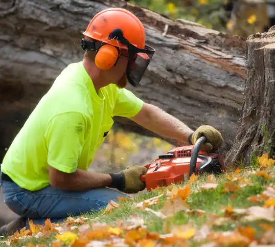 tree services Falcon Heights